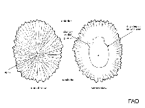 Image of Siphonaria lessoni (Pulmonate limpet)