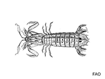 Image of Squilla parva (Small mantis shrimp)