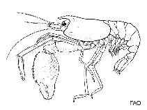 Image of Stenopus cyanoscelis (Blue-legged boxer shrimp)