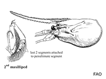 Image of Stylodactylus profundus 