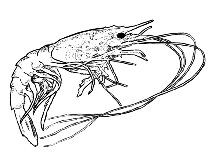 Image of Cerataspis monstrosus (Gamba prawns)