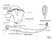 Image of Teredora malleolus (Malleate shipworm)