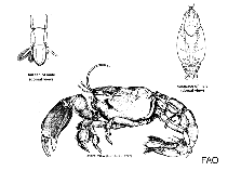 Image of Thalassina gracilis (Mud lobster)