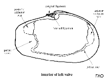 Image of Thracia gracilis 