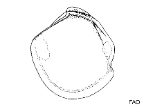 Image of Thyasira rotunda (Rotund cleftclam)