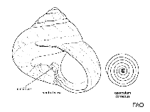 Image of Lirularia lirulata (Lirulate margarite)