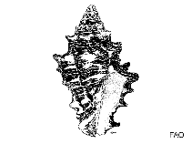 Image of Latiromitra cryptodon 