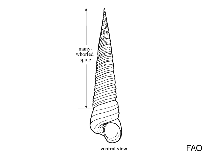 Image of Turritella fascialis 