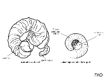 Image of Petaloconchus mcgintyi (McGinty wormsnail)