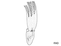 Image of Vitreledonella richardi (Glass octopod)