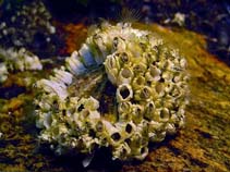 Image of Balanus crenatus (Crenate barnacle)