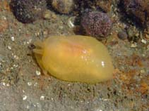 Image of Berthella plumula (Yellow plumed sea slug)