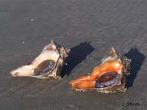 Image of Busycon carica (Knobbed whelk)