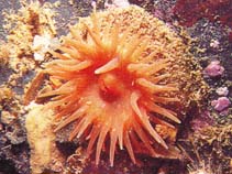 Image of Aulactinia stella (Gem anemone)
