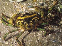 Image of Carcinus maenas (Green crab)