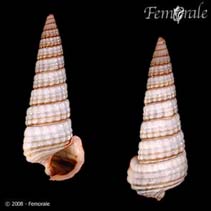 Image of Cerithidea cingulata (Girdled horn shell)