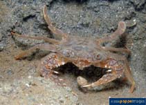 Image of Charybdis truncata (Blunt-toothed crab)