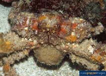 Image of Daldorfia horrida (Horrid elbow crab)