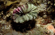 Image of Desmophyllum dianthus (Cockscomb cup coral)