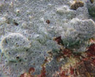Image of Diplosoma listerianum (Gray encrusting compound tunicate)