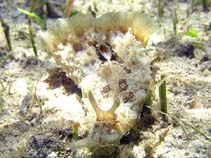 Image of Dolabella auricularia (Shoulderblade sea cat)