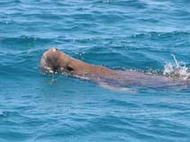 Image of Dugong dugon (Dugong)