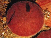 Image of Echinarachnius parma (Purple sand dollar)
