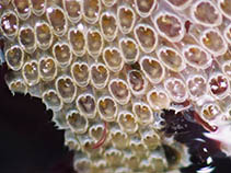 Image of Electra pilosa (Hairy sea-mat)