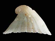 Image of Emarginula conica 