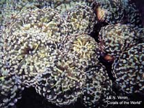 Image of Fimbriaphyllia paradivisa (Tip frogspawn coral)