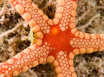 Image of Fromia monilis (Peppermint sea star)