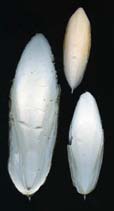 Image of Sepia cultrata (Knifebone cuttlefish)