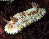 Image of Goniobranchus aureopurpureus (Gold-spotted Chromodoris)