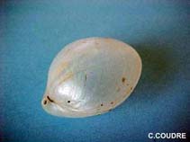 Image of Gryphus vitreus (Two layer shell)