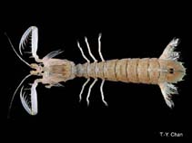 Image of Harpiosquilla harpax (Robber harpiosquillid mantis shrimp)