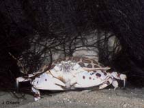 Image of Hepatus epheliticus (Calico box crab)