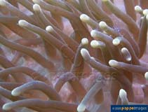 Image of Heteractis magnifica (Magnificent sea anemone)