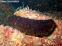 Image of Holothuria forskali (Black sea cucumber)