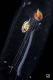 Image of Iasis cylindrica 