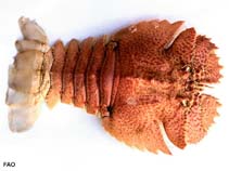 Image of Ibacus novemdentatus (Smooth fan lobster)