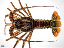 Image of Jasus lalandii (Cape rock lobster)