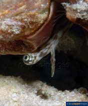 Image of Lambis millepeda (Milleped spider conch)