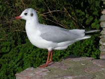 Image of Larus ridibundus (Common black-headed gull)