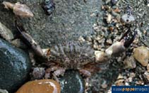 Image of Leptodius exaratus (Fan round crab)