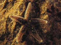 Image of Leptasterias littoralis (Slender green sea star)