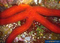 Image of Leiaster speciosus (Velvety sea star)