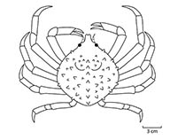 Image of Libinia emarginata (Portly spider crab)