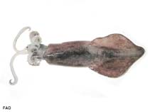 Image of Doryteuthis pealeii (Longfin inshore squid)