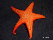 Image of Mediaster aequalis (Red Sea star)