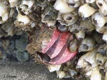 Image of Megabalanus coccopoma (Titan acorn barnacle)